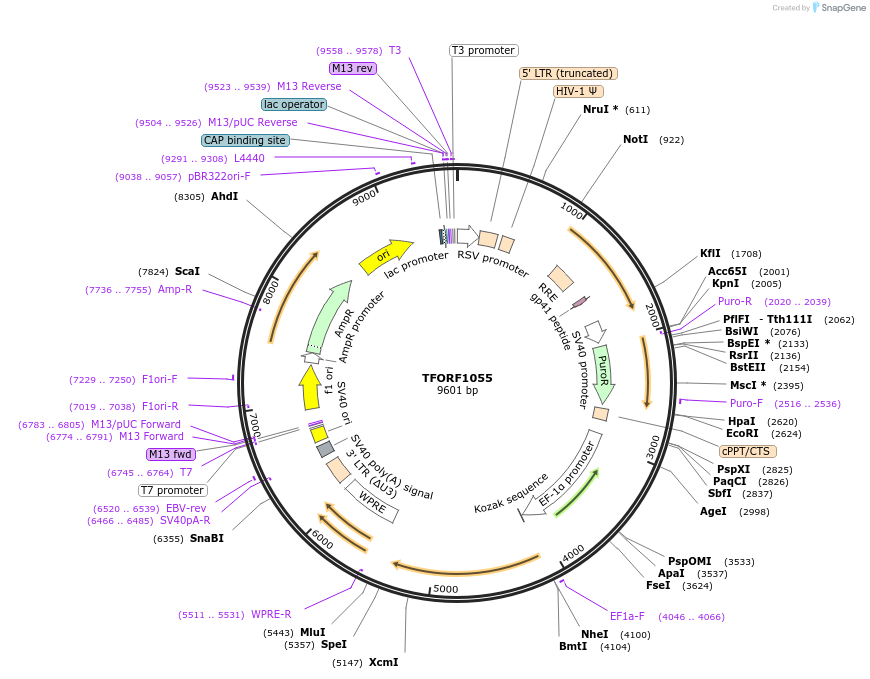 143462-plasmid-map-sequence-id-397900