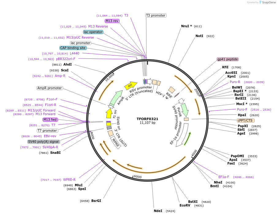 143393-plasmid-map-sequence-id-397912