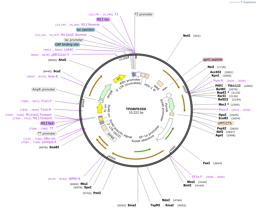 143400-plasmid-map-sequence-id-397924