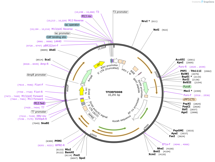 143389-plasmid-map-sequence-id-397929