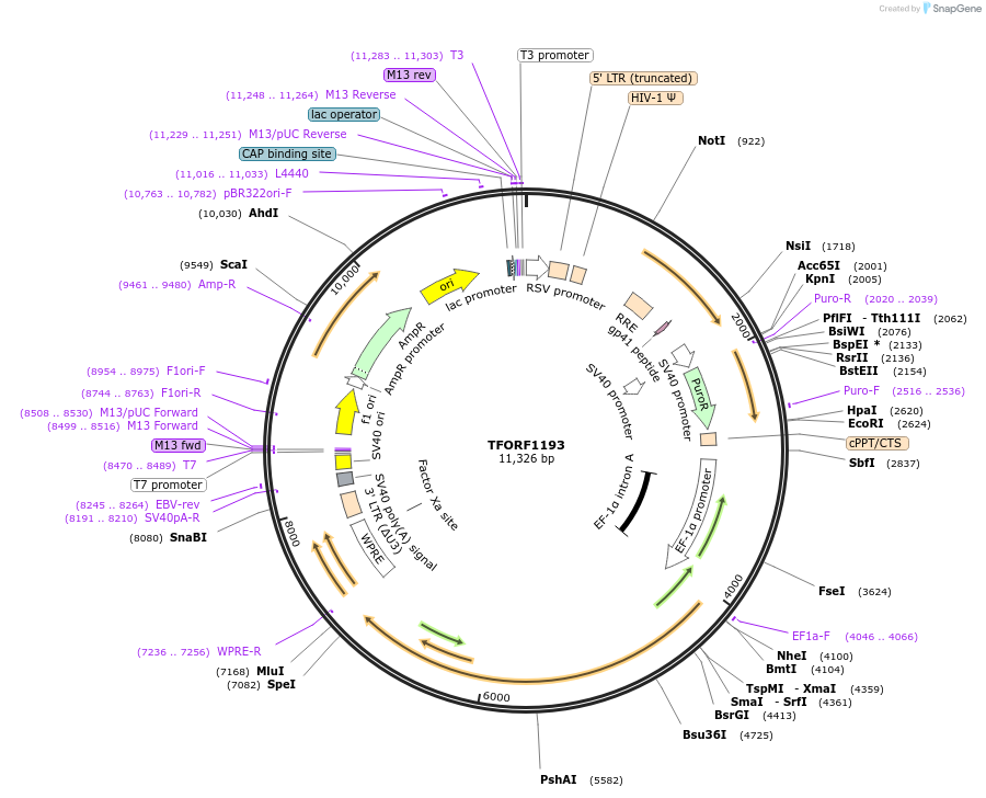 143479-plasmid-map-sequence-id-397931