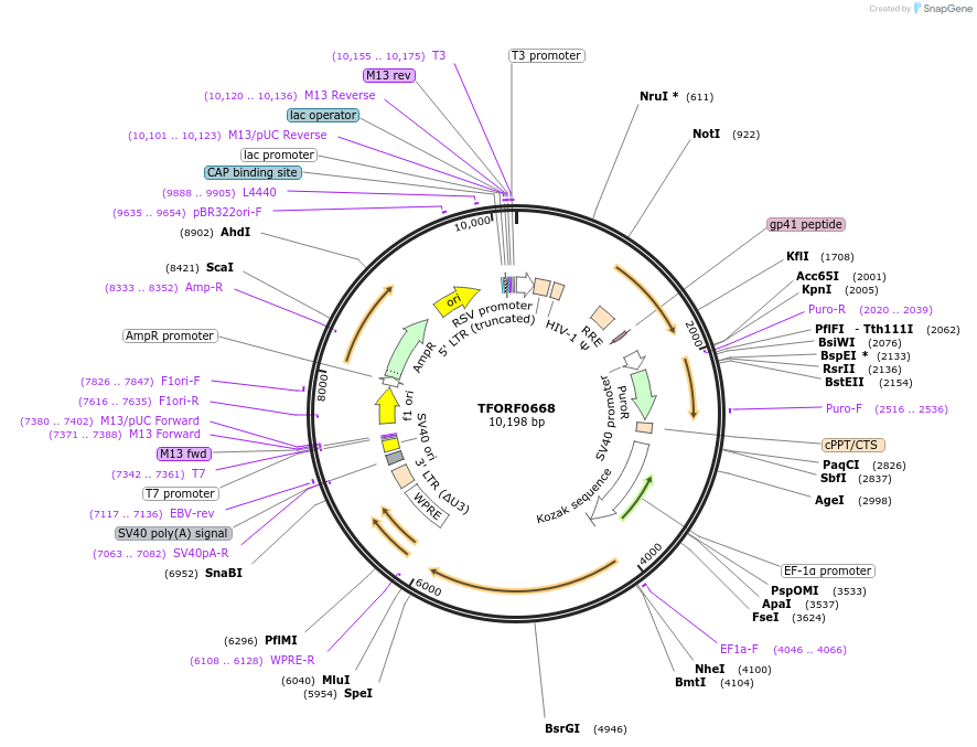 143425-plasmid-map-sequence-id-397935