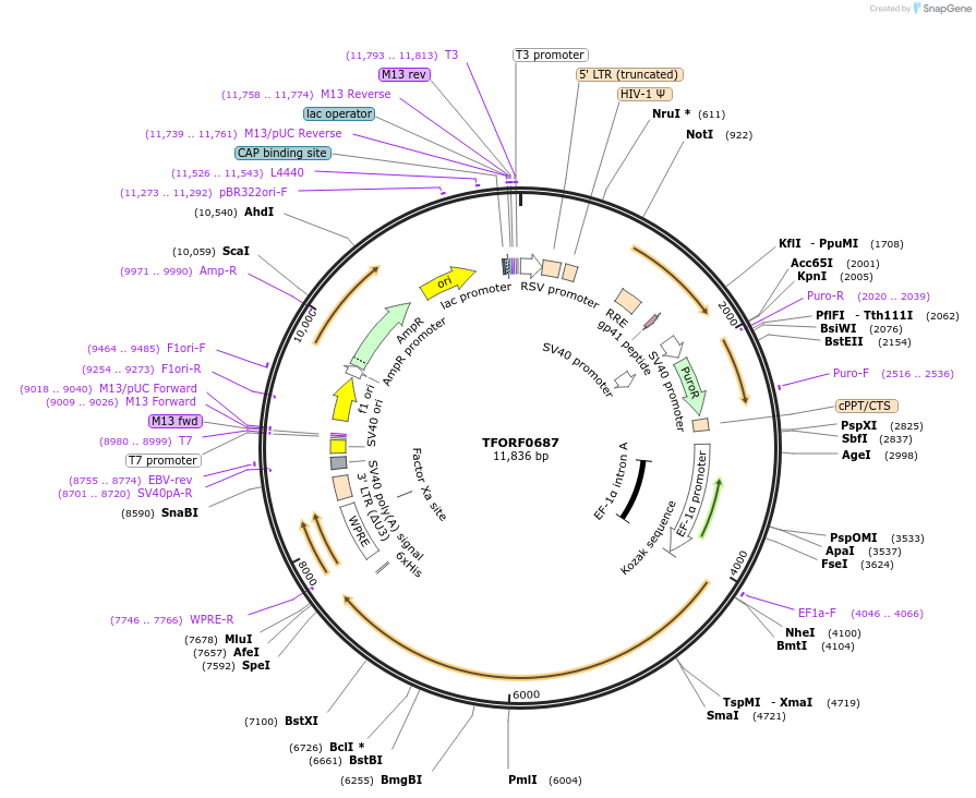 143430-plasmid-map-sequence-id-397936