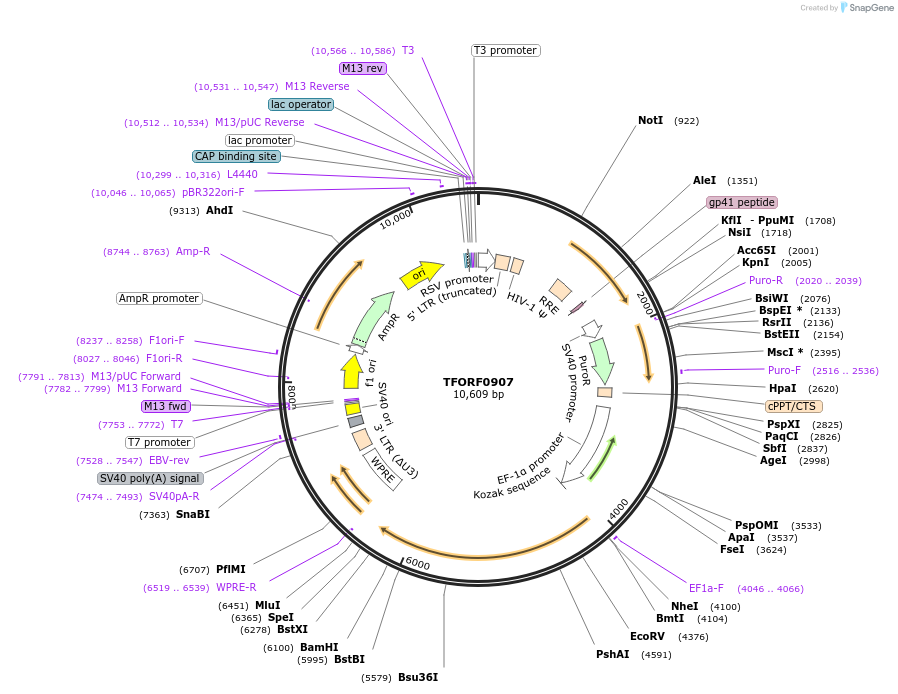 143448-plasmid-map-sequence-id-397937