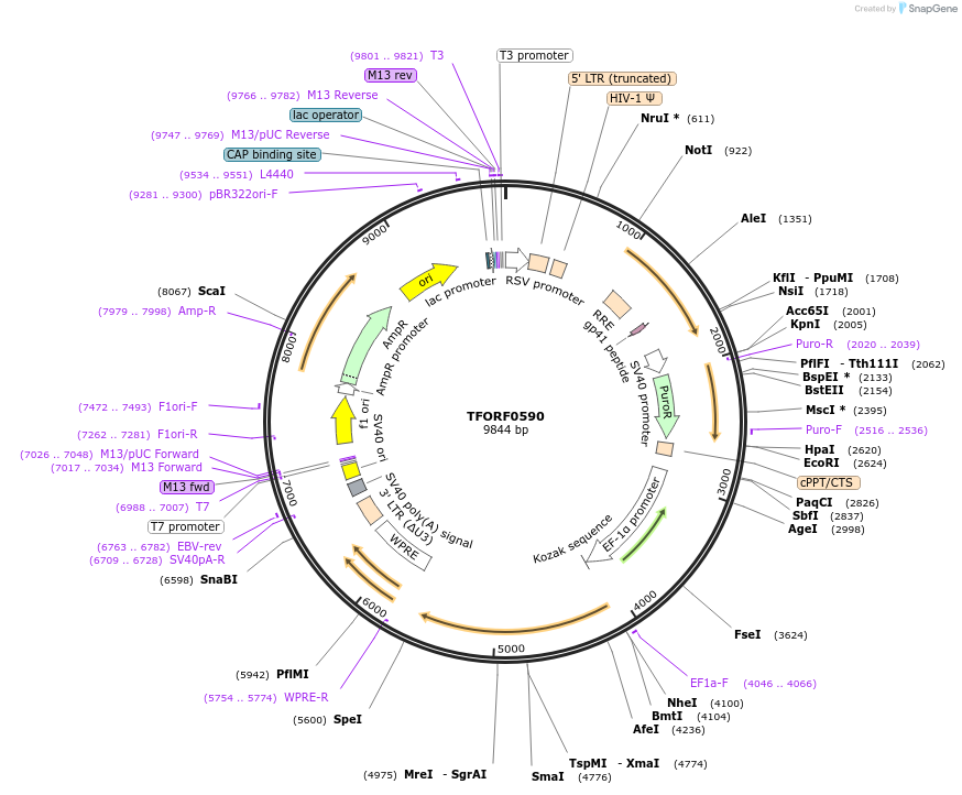 143419-plasmid-map-sequence-id-397945