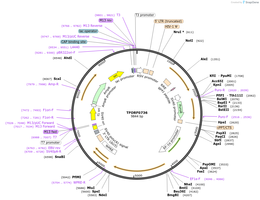143437-plasmid-map-sequence-id-397946
