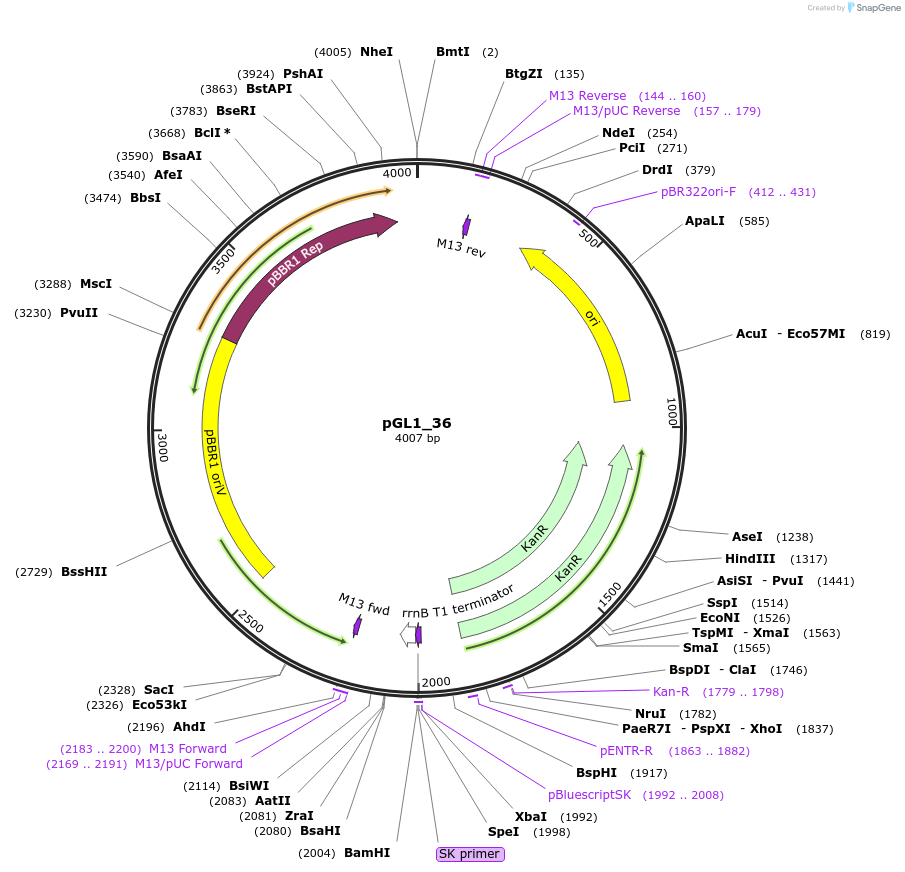 199043-plasmid-map-sequence-id-397951