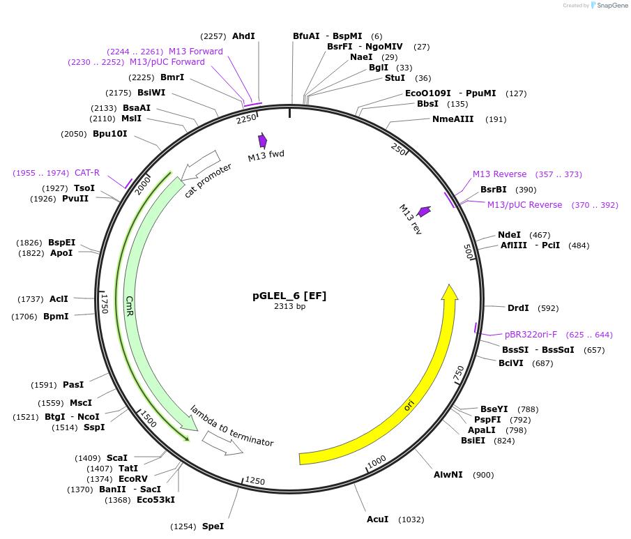 199031-plasmid-map-sequence-id-397954
