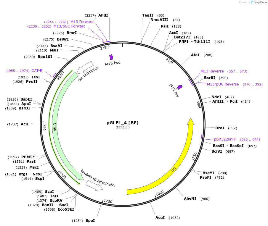 199029-plasmid-map-sequence-id-397956