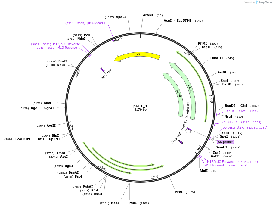 199033-plasmid-map-sequence-id-397958