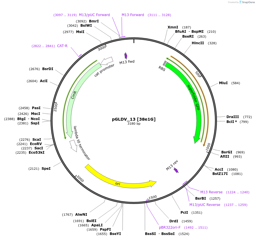 199076-plasmid-map-sequence-id-397960