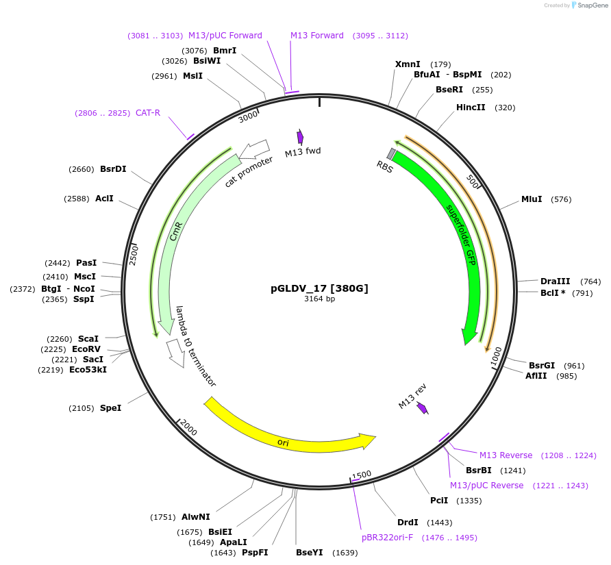 199060-plasmid-map-sequence-id-397961