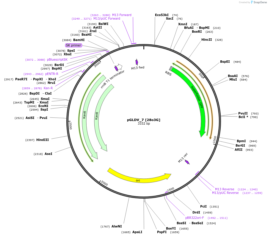 199067-plasmid-map-sequence-id-397964