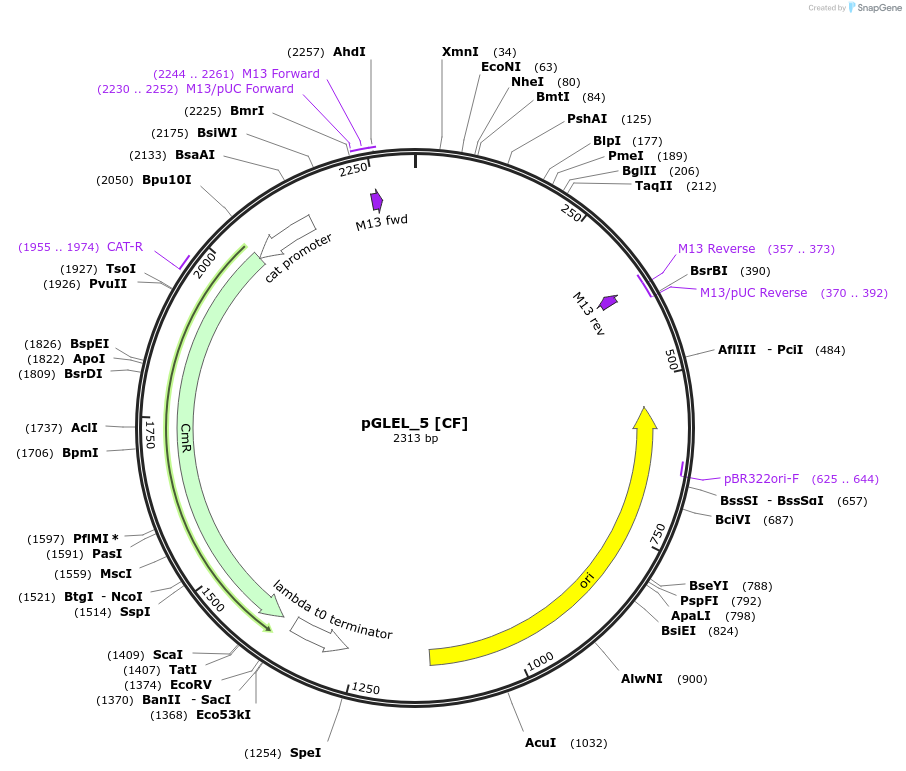 199030-plasmid-map-sequence-id-397965