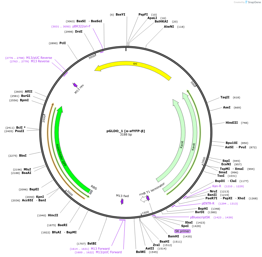 199032-plasmid-map-sequence-id-397966