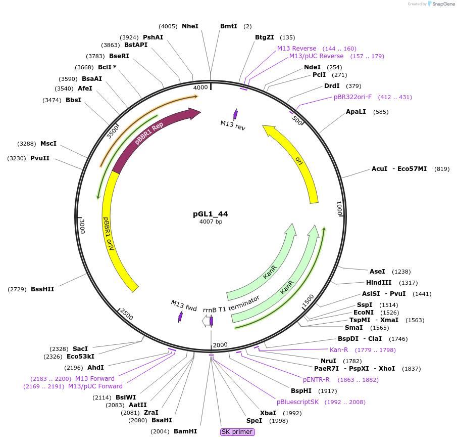 199051-plasmid-map-sequence-id-397967