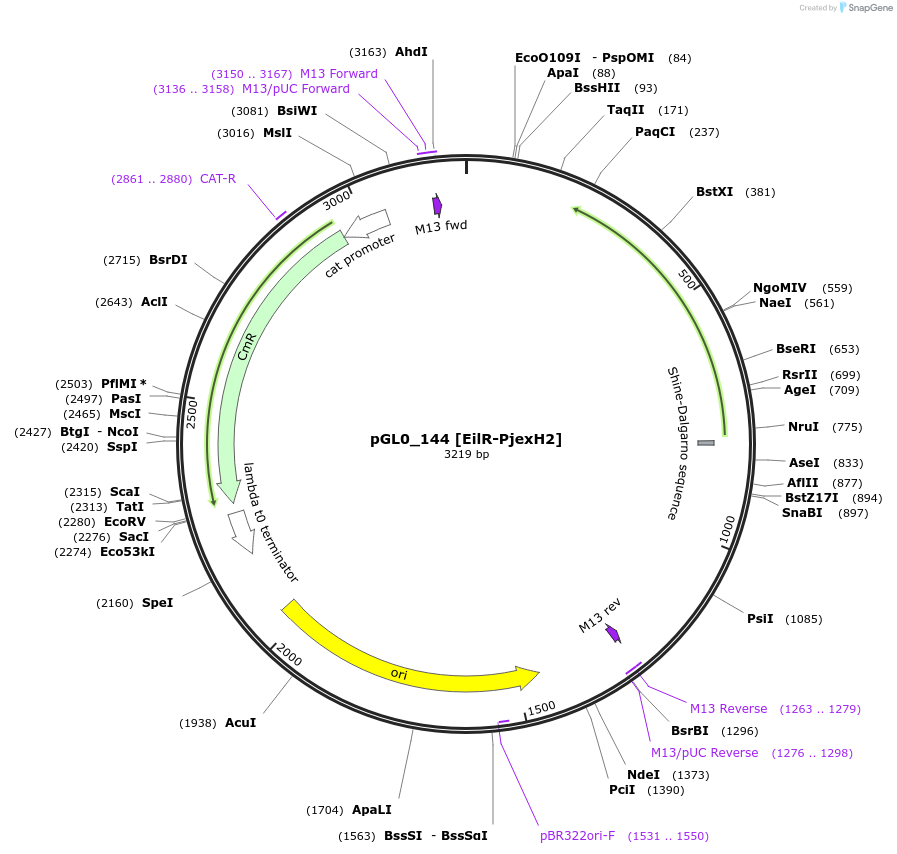 199028-plasmid-map-sequence-id-397969