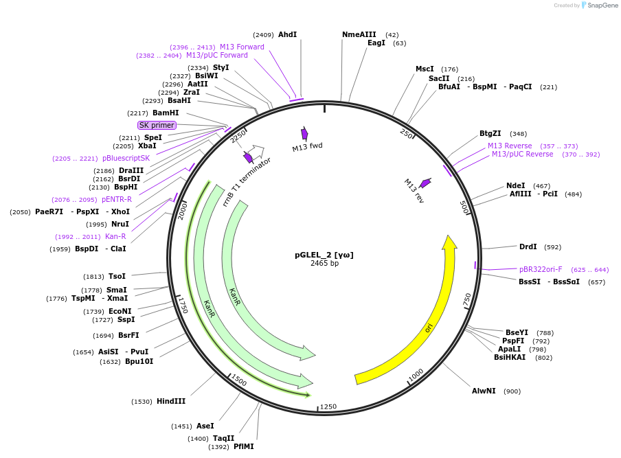 199058-plasmid-map-sequence-id-397970