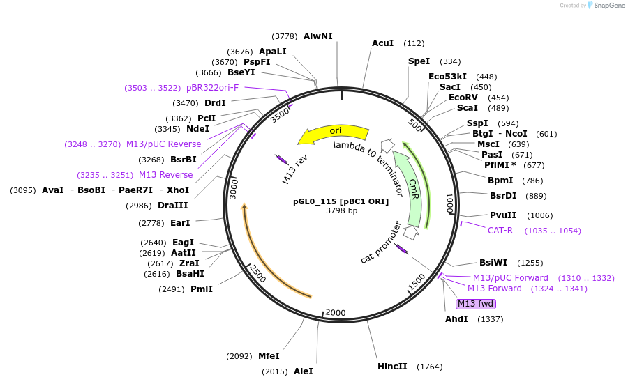 199015-plasmid-map-sequence-id-397971