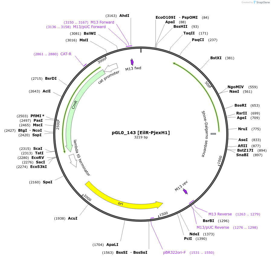199027-plasmid-map-sequence-id-397974