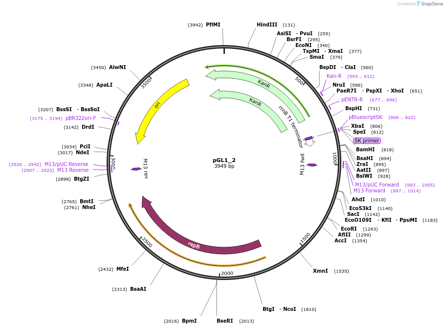 199034-plasmid-map-sequence-id-397976