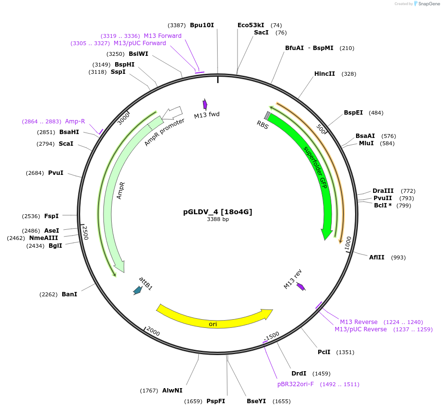 199064-plasmid-map-sequence-id-397978