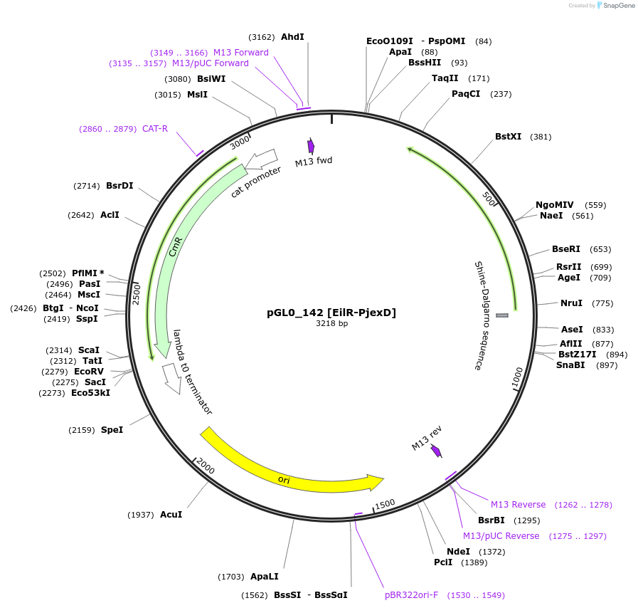 199026-plasmid-map-sequence-id-397980