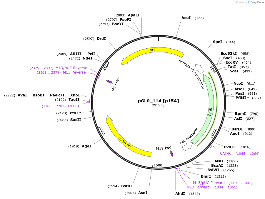 199014-plasmid-map-sequence-id-397981