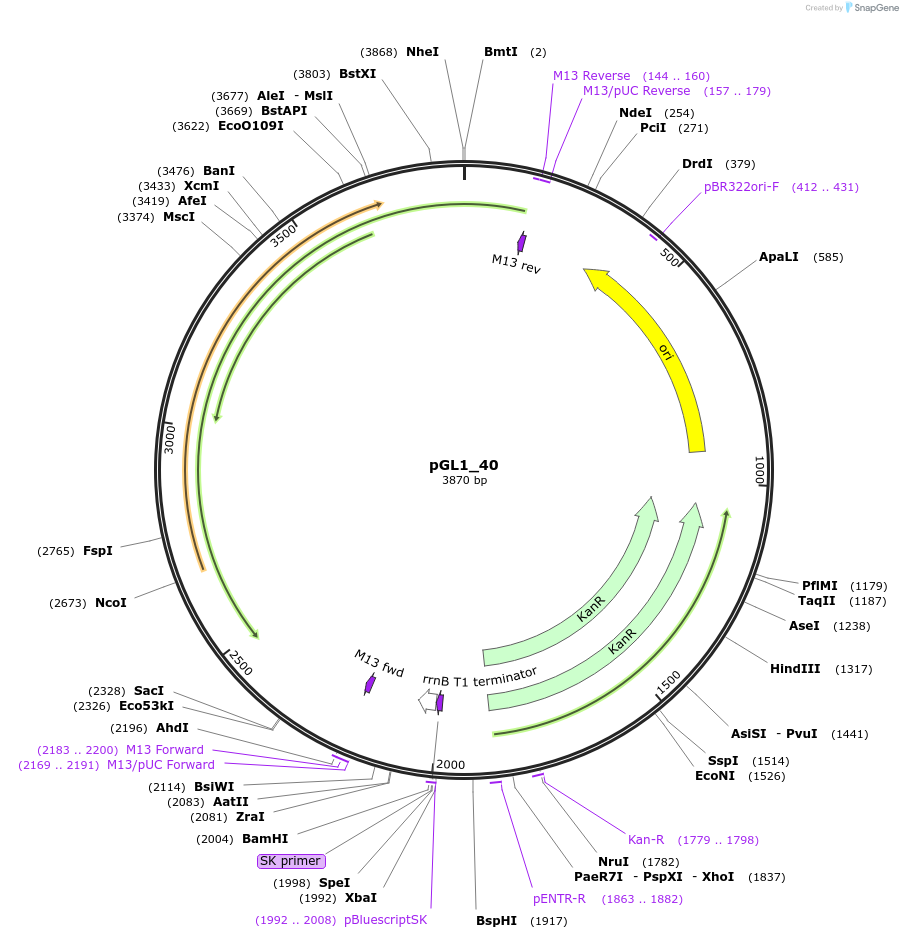 199047-plasmid-map-sequence-id-397982