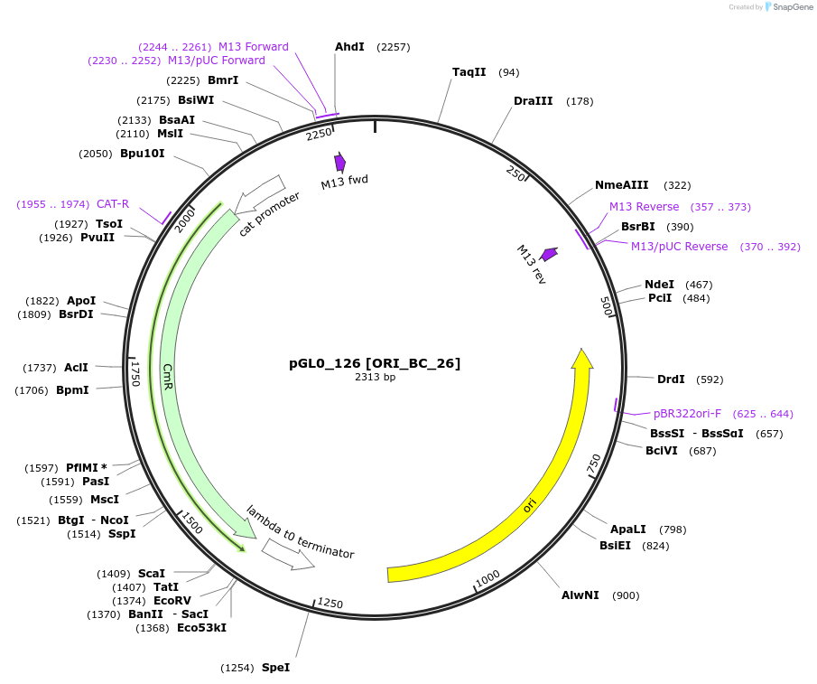 199021-plasmid-map-sequence-id-397984