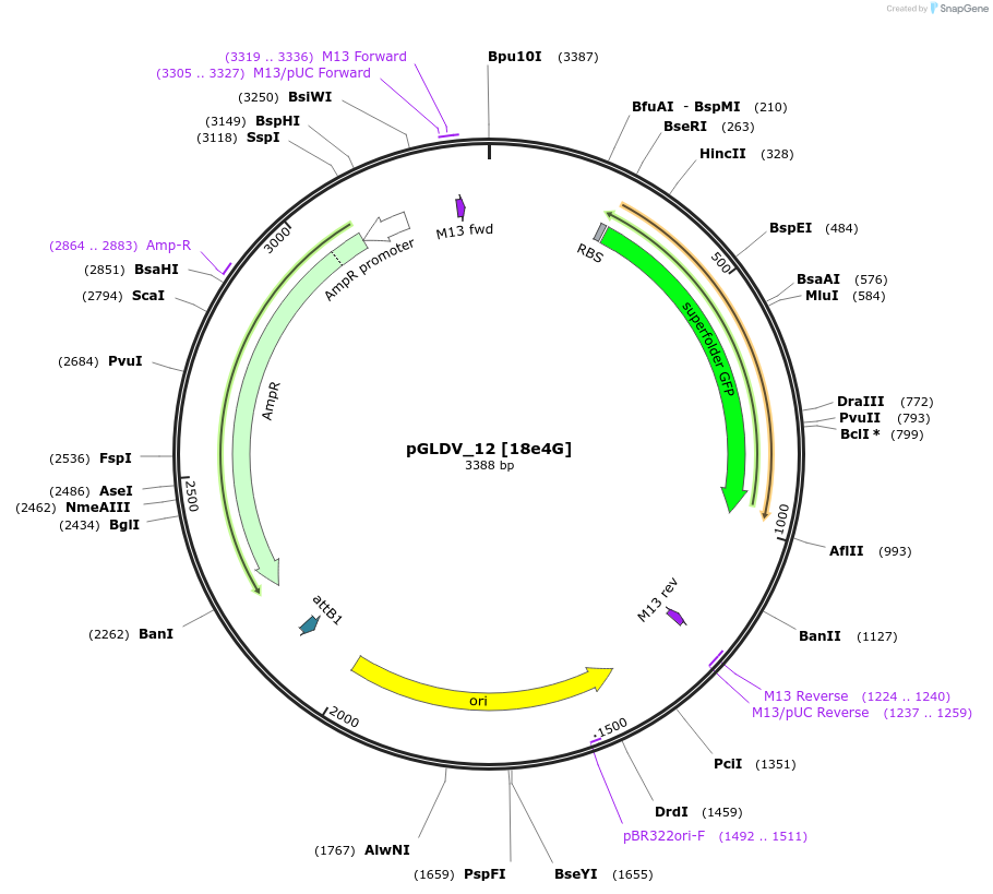 199075-plasmid-map-sequence-id-397986