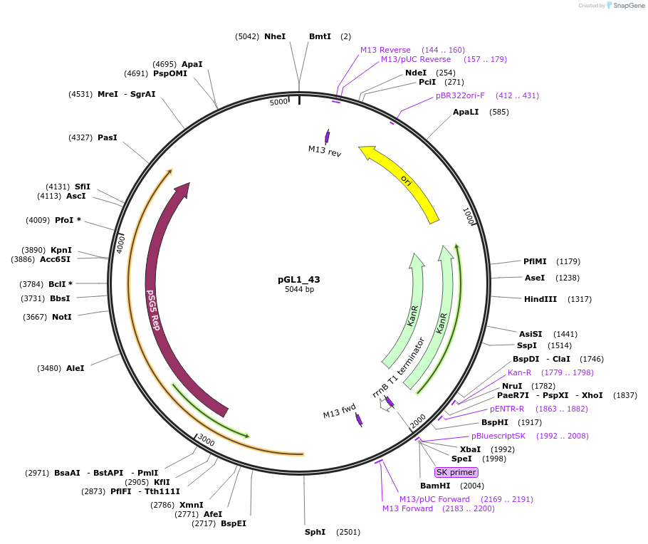 199050-plasmid-map-sequence-id-397987