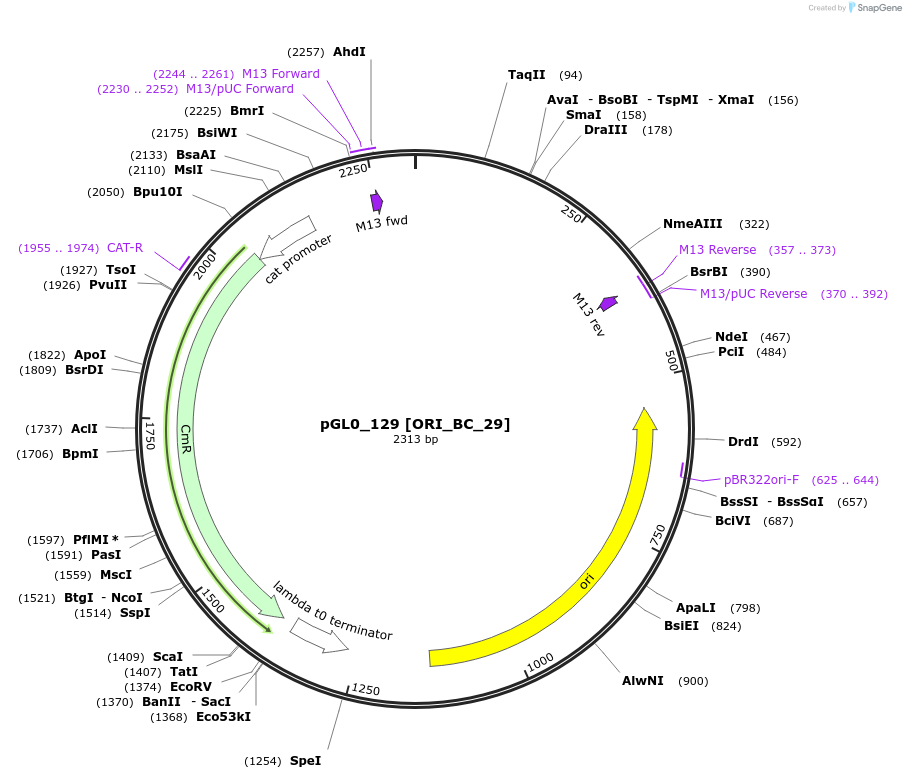 199024-plasmid-map-sequence-id-397990