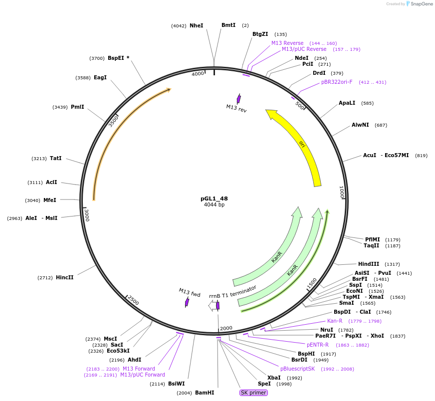 199055-plasmid-map-sequence-id-397993