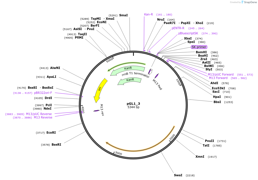 199035-plasmid-map-sequence-id-397996