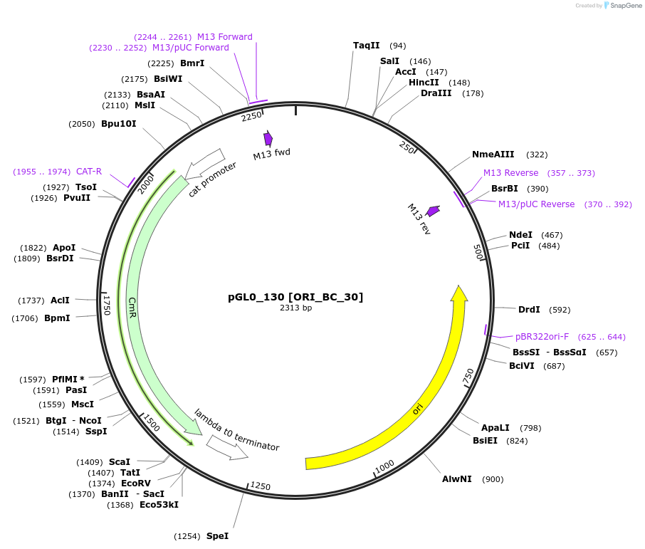 199025-plasmid-map-sequence-id-397997