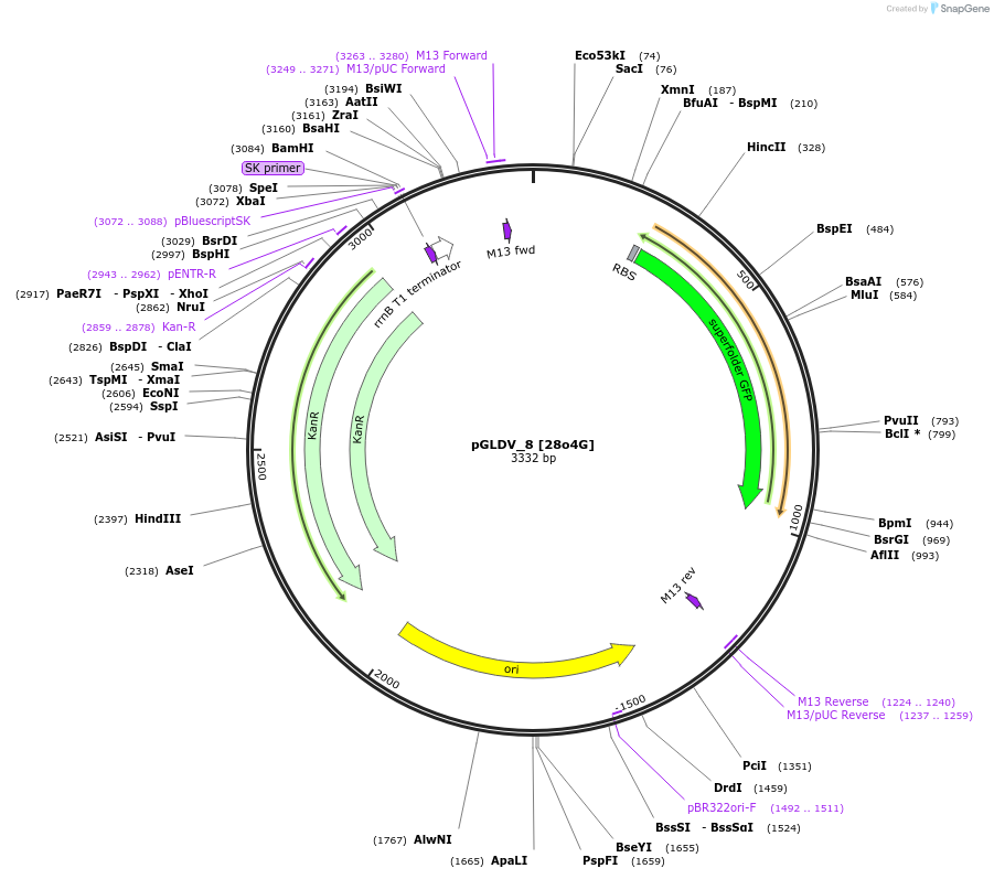 199068-plasmid-map-sequence-id-397999