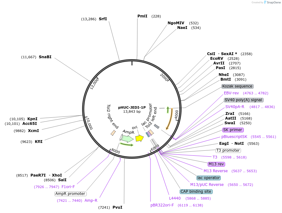 202619-plasmid-map-sequence-id-398002