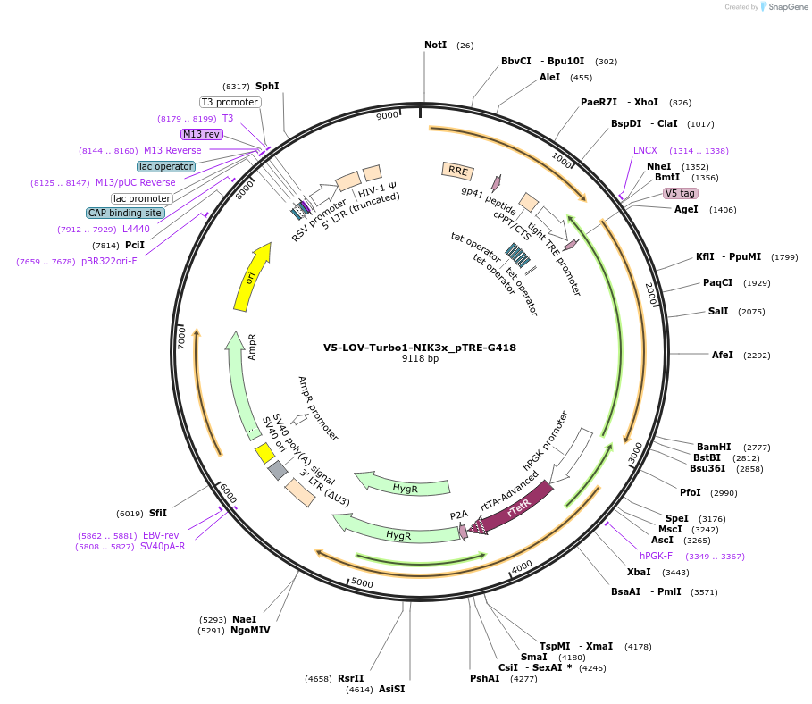 202017-plasmid-map-sequence-id-398009