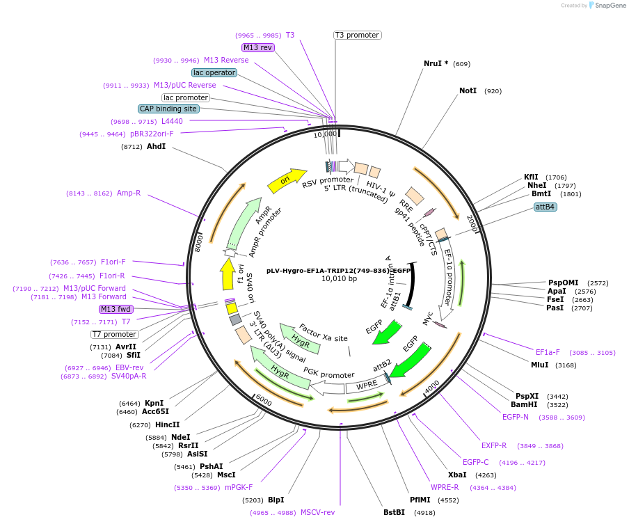196229-plasmid-map-sequence-id-398015