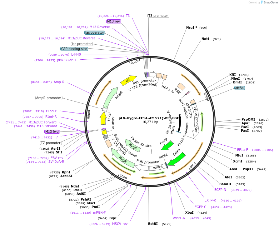 196233-plasmid-map-sequence-id-398016