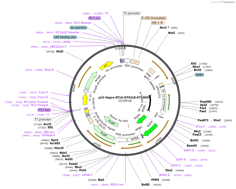 196230-plasmid-map-sequence-id-398019