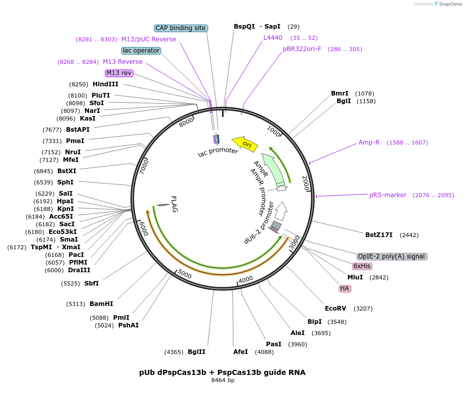 176306-plasmid-map-sequence-id-398022
