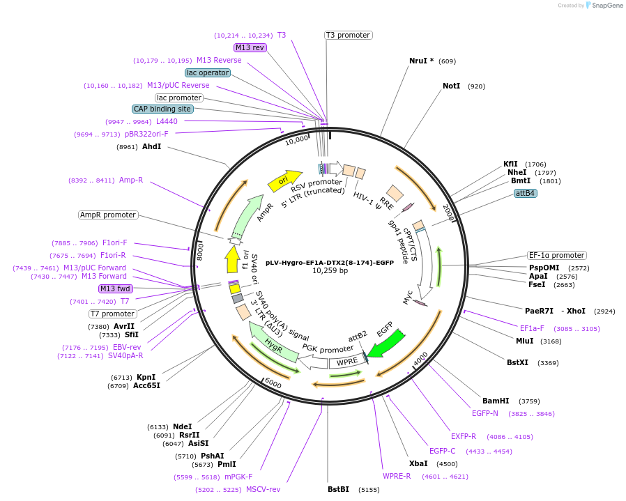 196232-plasmid-map-sequence-id-398028