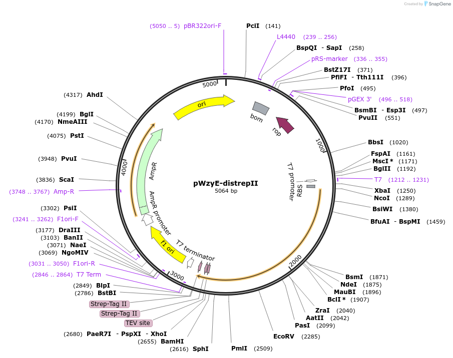 196667-plasmid-map-sequence-id-398031