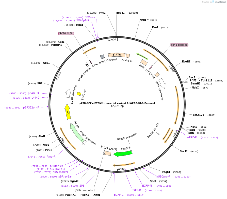 201186-plasmid-map-sequence-id-398097