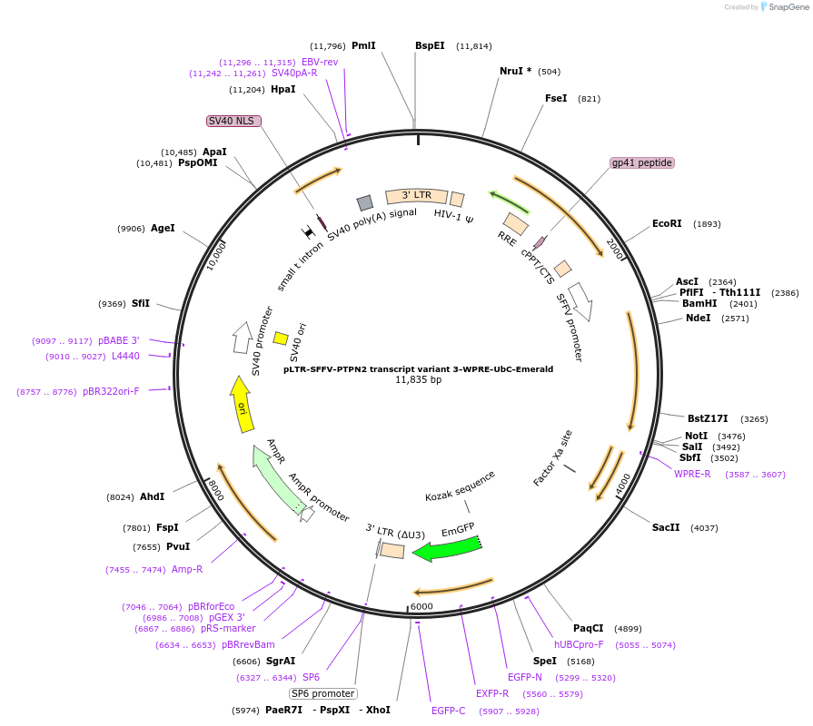 201188-plasmid-map-sequence-id-398098