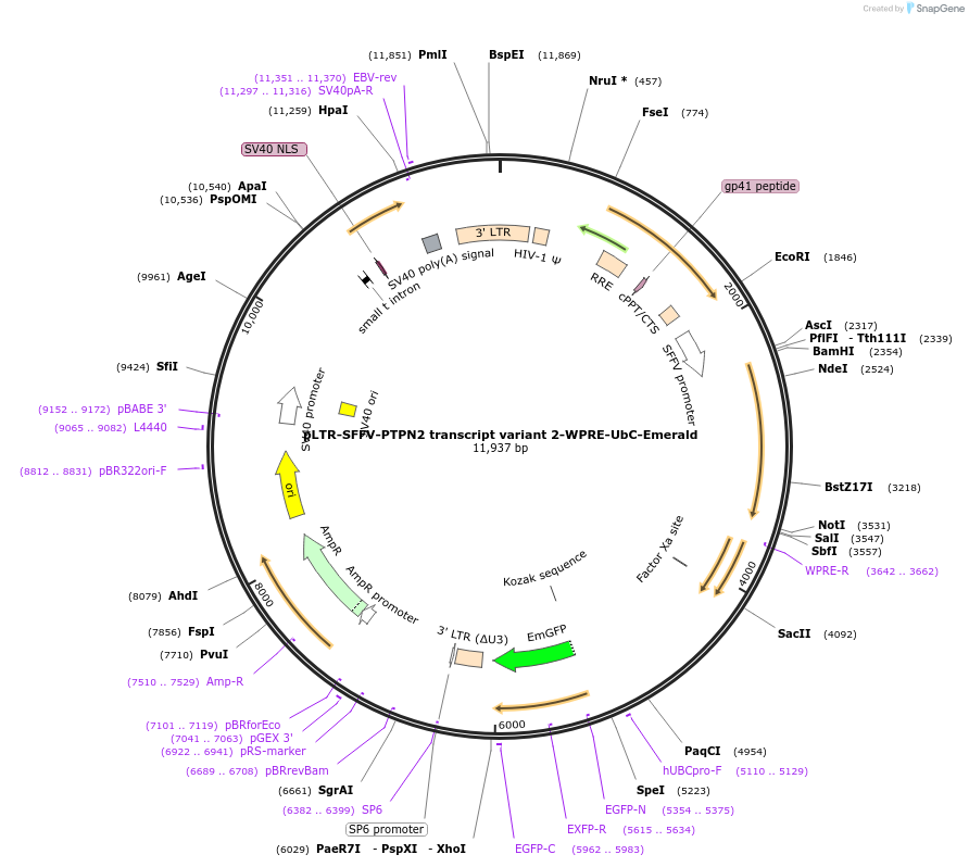201187-plasmid-map-sequence-id-398106