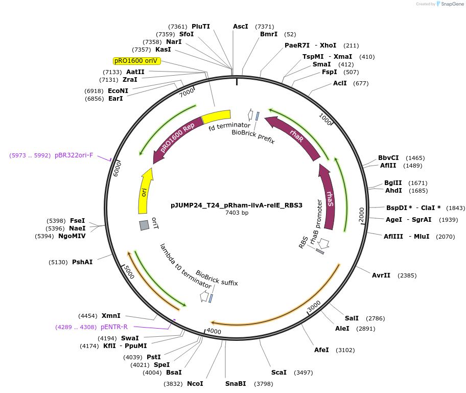 201532-plasmid-map-sequence-id-398117
