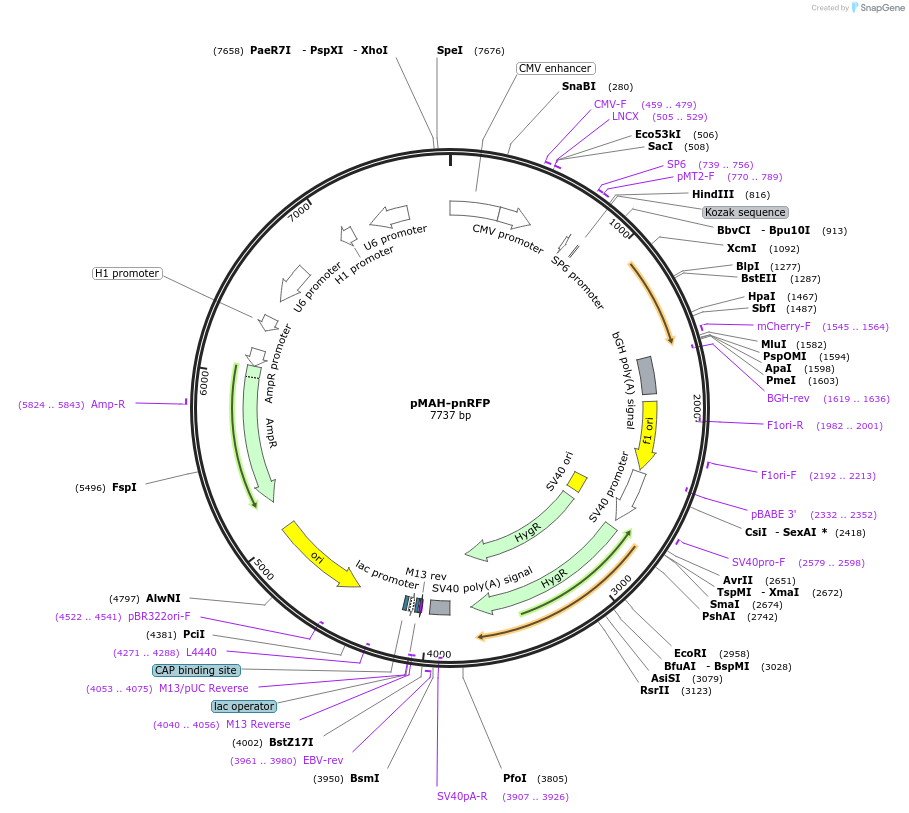 201679-plasmid-map-sequence-id-398119